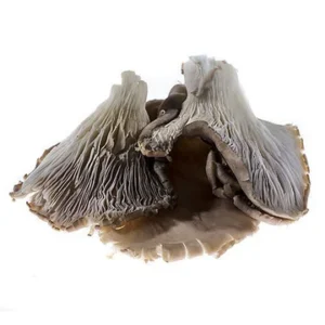 Grey Oyster Mushrooms