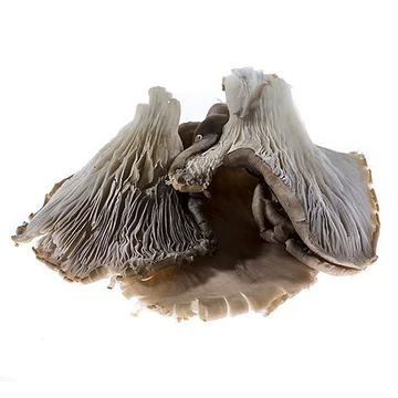 Grey Oyster Mushrooms