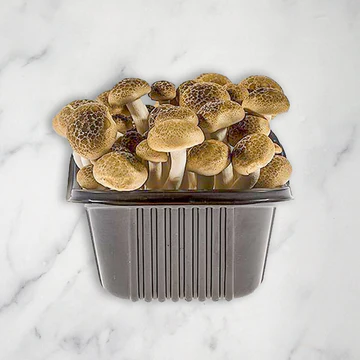 Hon Shimeji Mushrooms