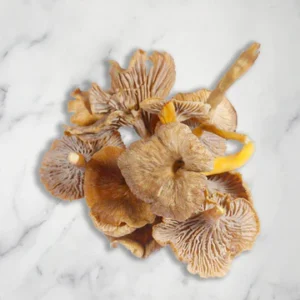 Yellow Leg Chanterelles